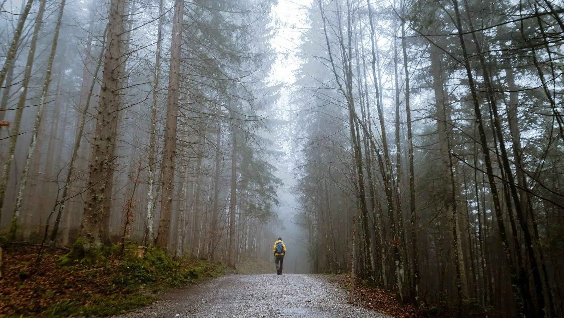 person standing between tall trees surrounded by fogs. What road are you on on the journey of life.