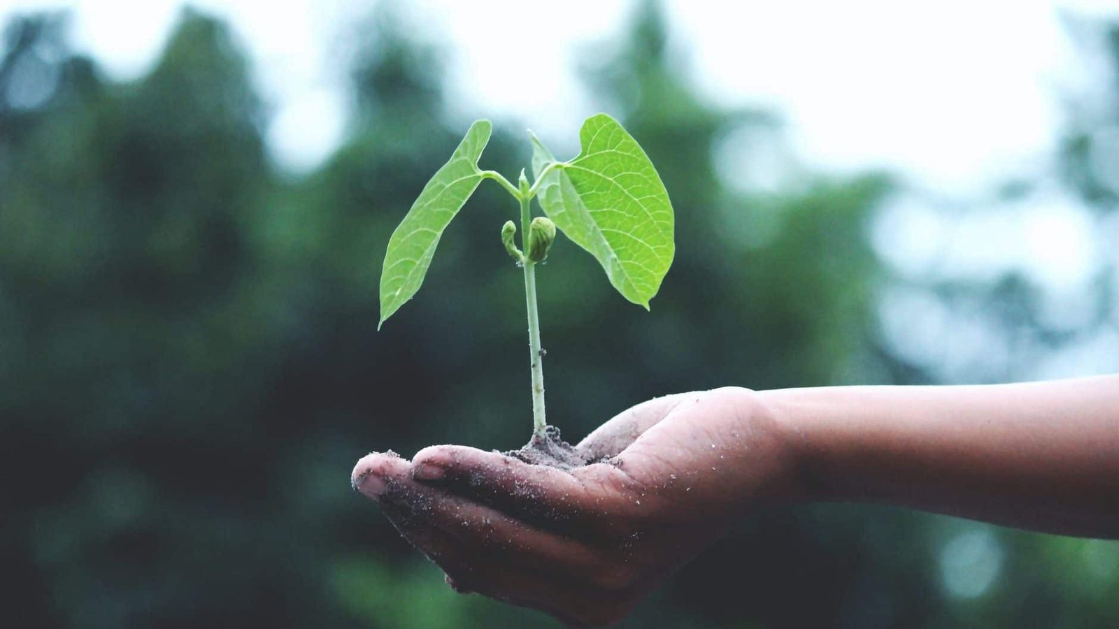 person holding a green plant. Let God make you fruitful and produce fruit.