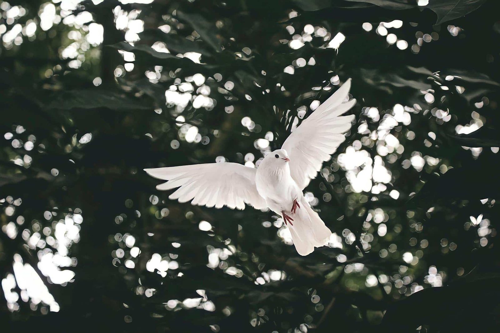white bird with tree behind