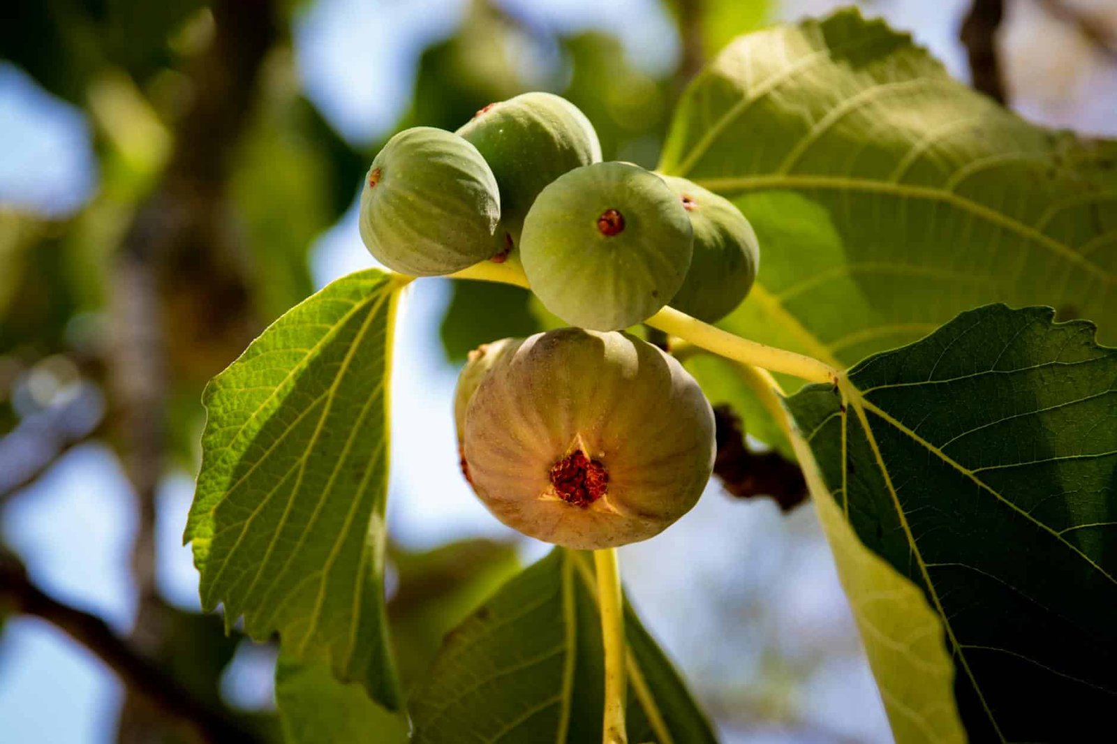 close up of plant