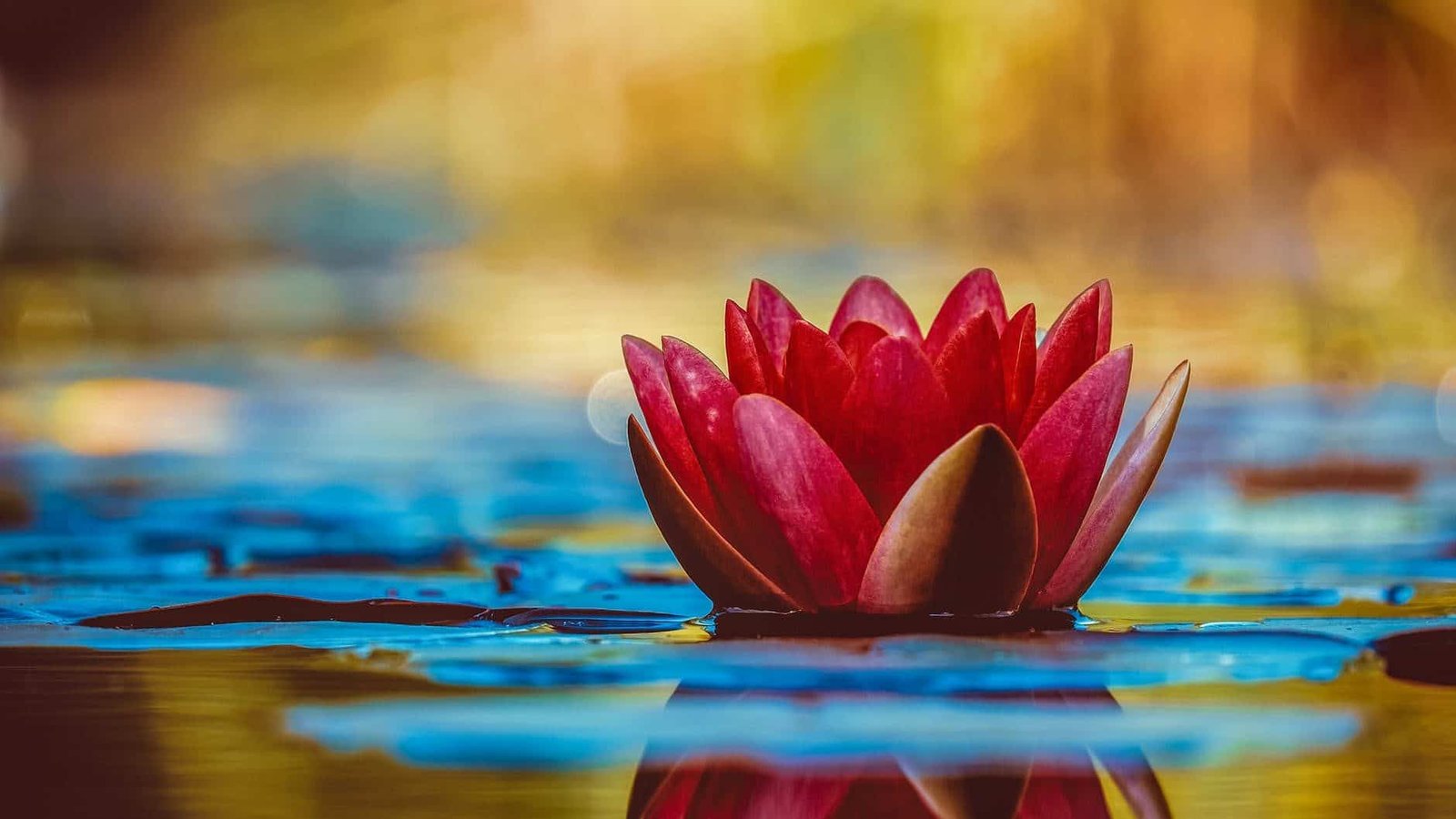 selective focus photography of red waterlily flower in bloom. God can make your bitter water sweet!