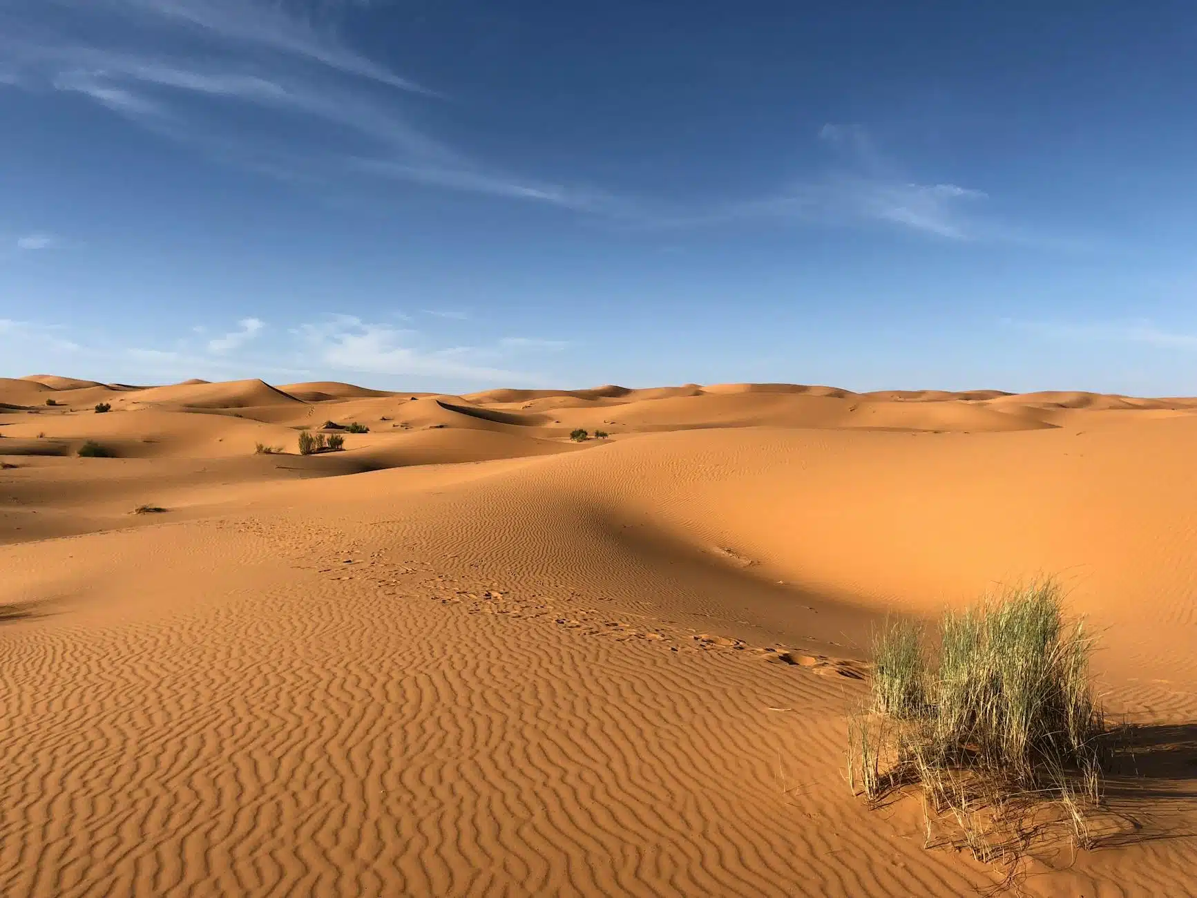 green grasses on sahara desert