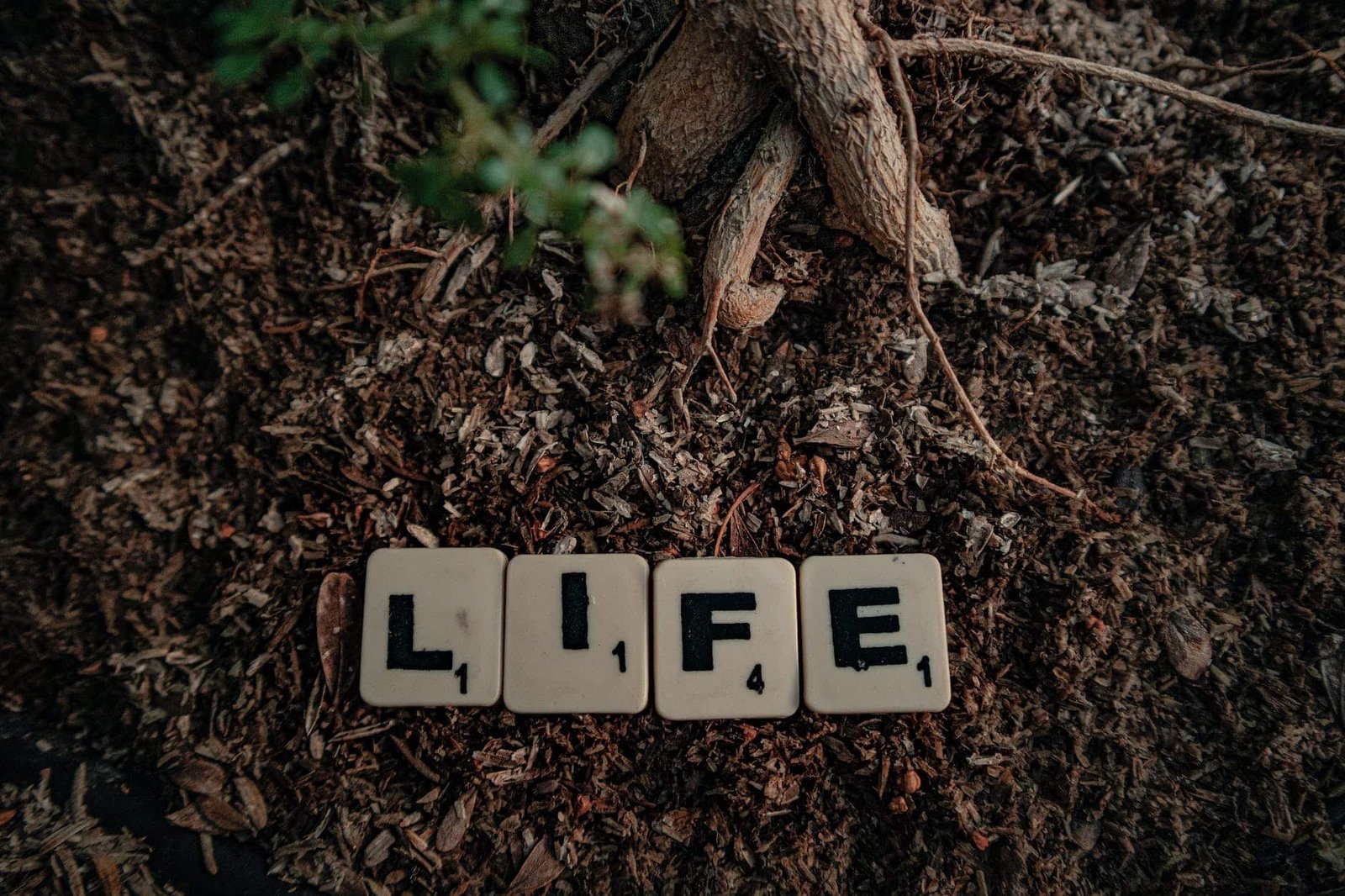 scrabble tiles on soil spelling the word life