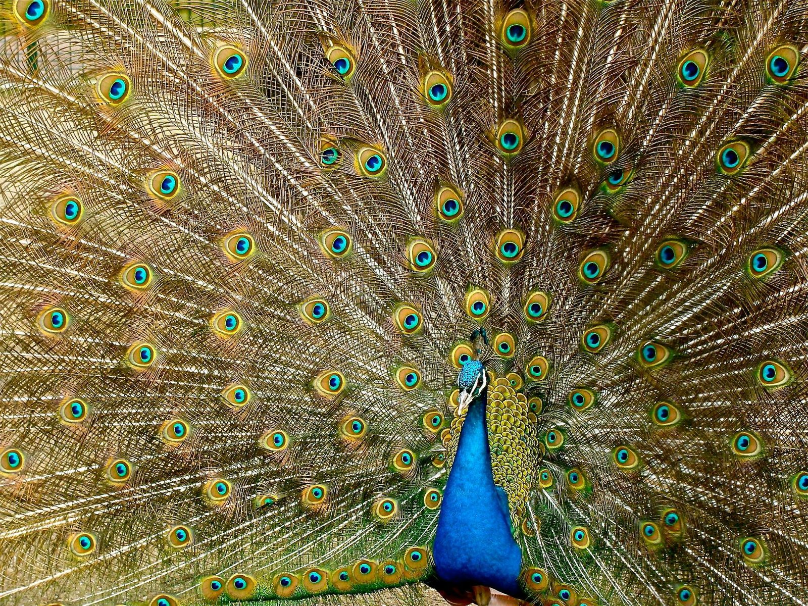 blue peacock