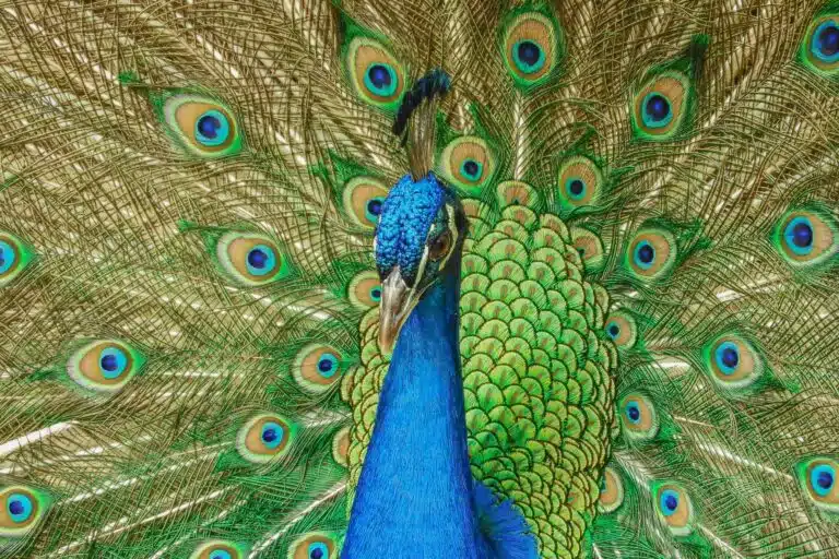 vivid peacock display with iridescent feathers