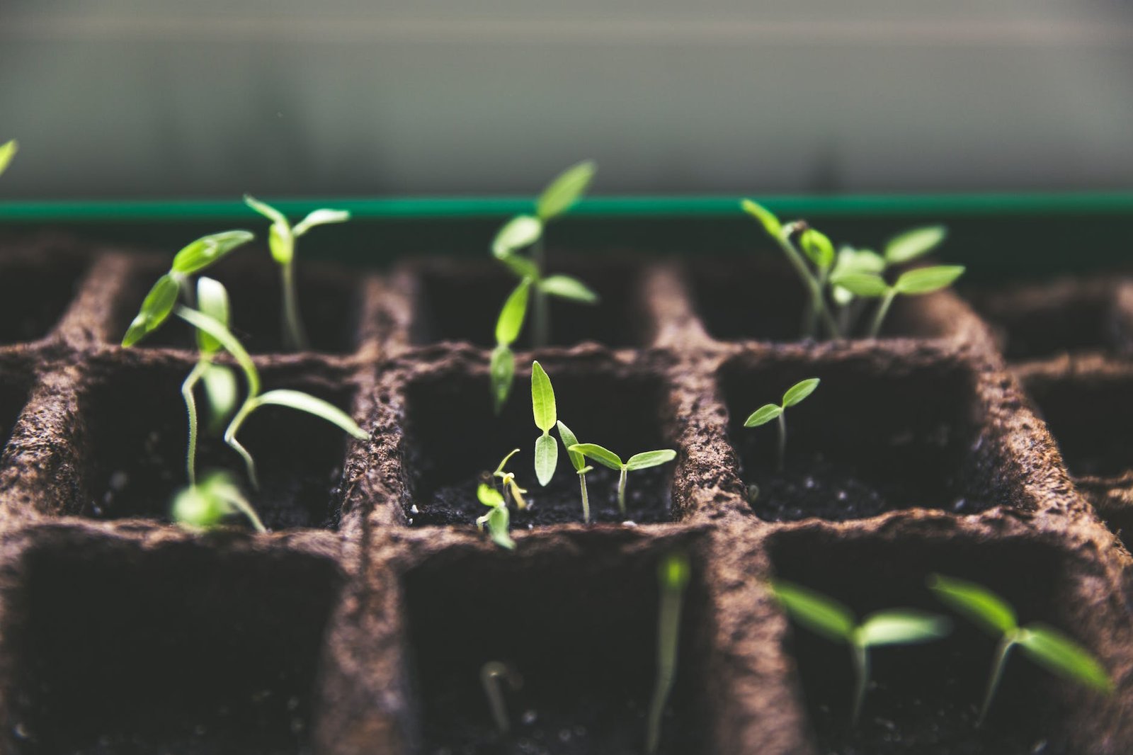 plants macro growth soil