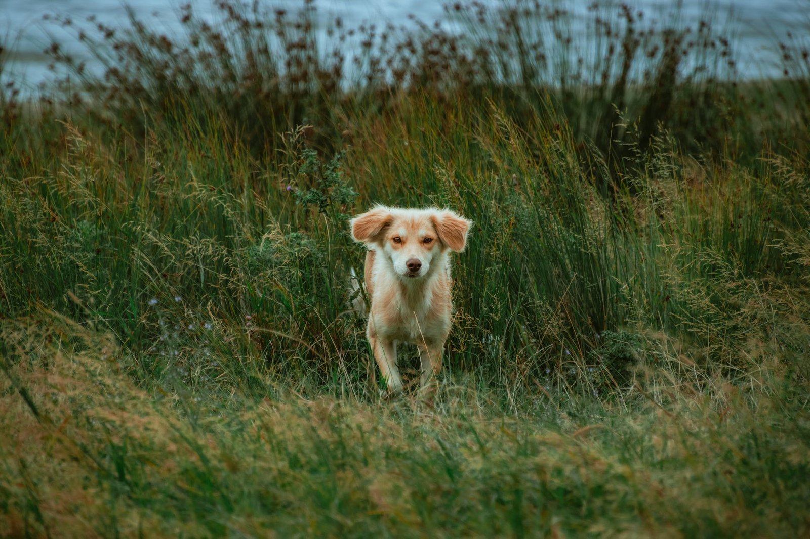 kokoni dog puppy outdoors