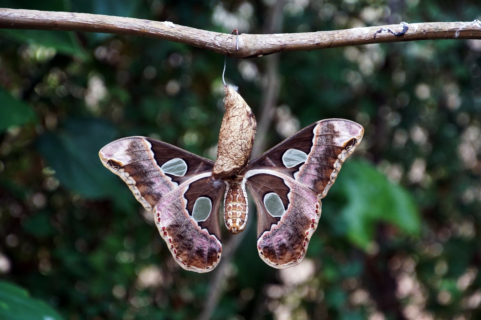 butterfly coming out of its cocoon