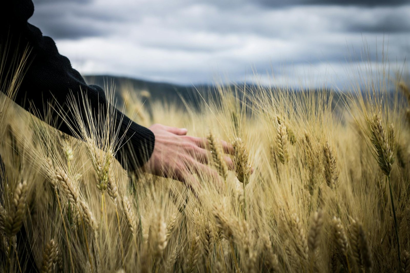 photo of a person s hand touching wheat grass