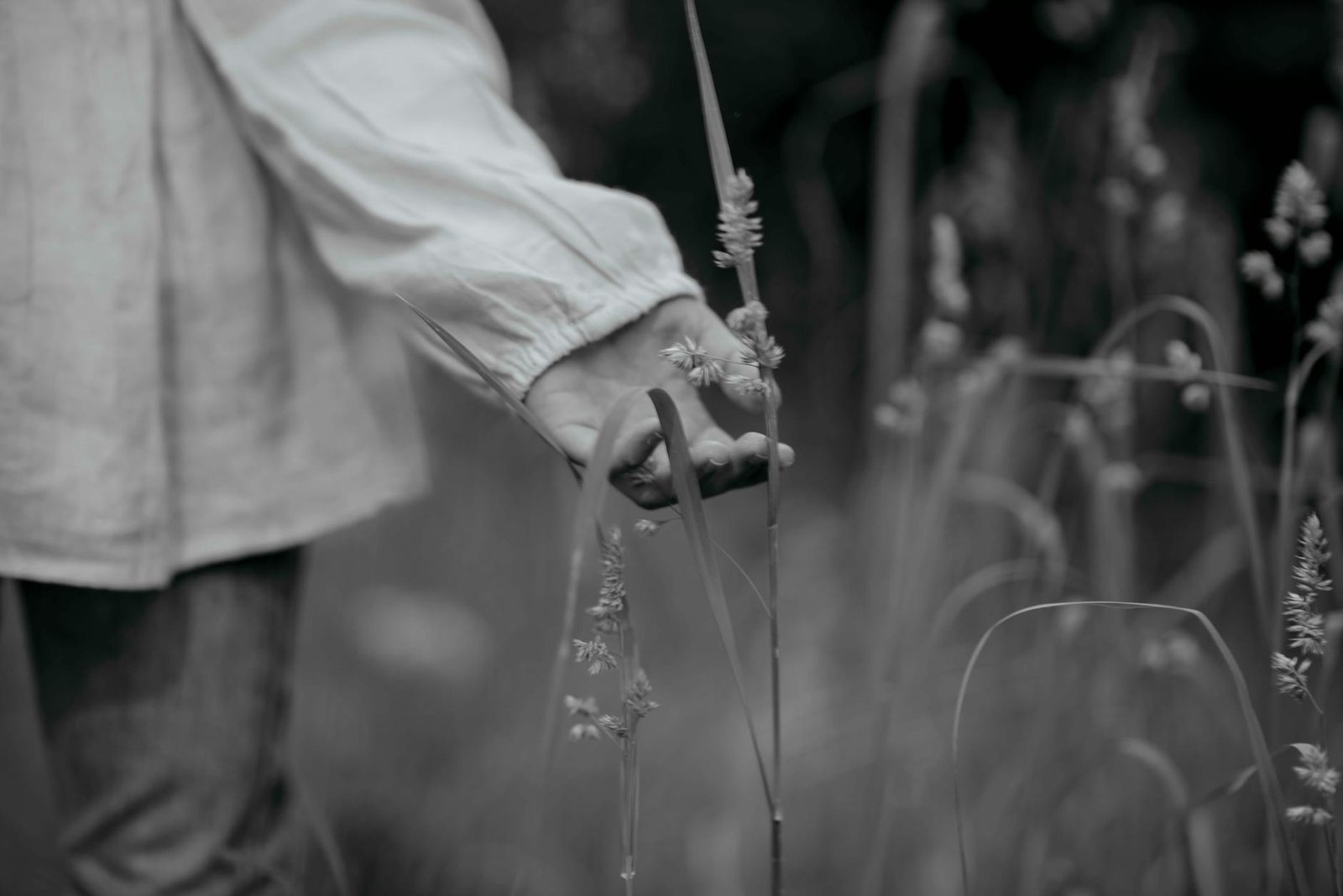 monochrome hand touching wild grasses