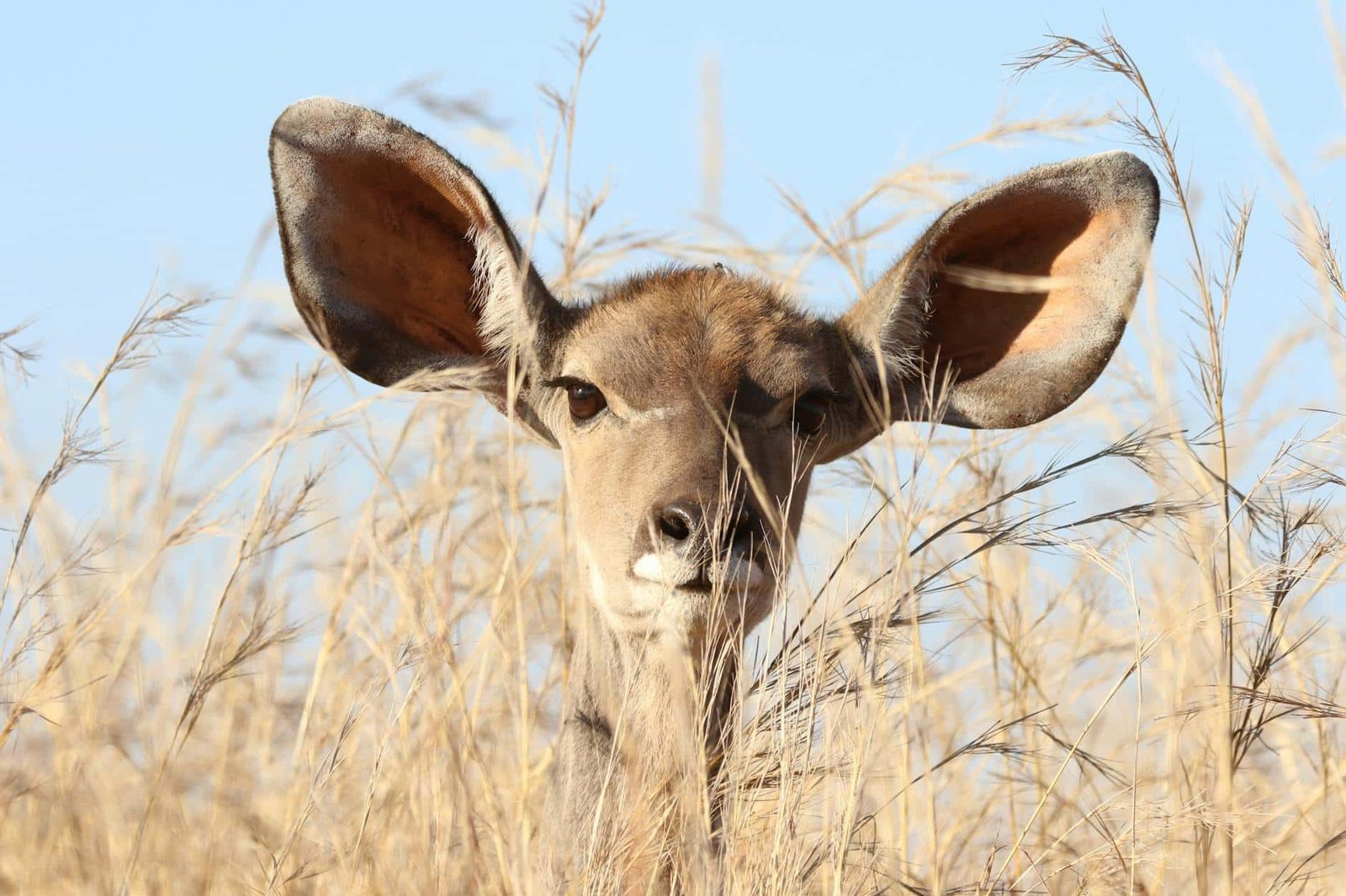 deer behind grass