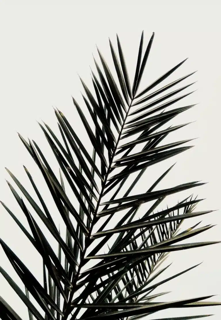 a leaves of a palm tree