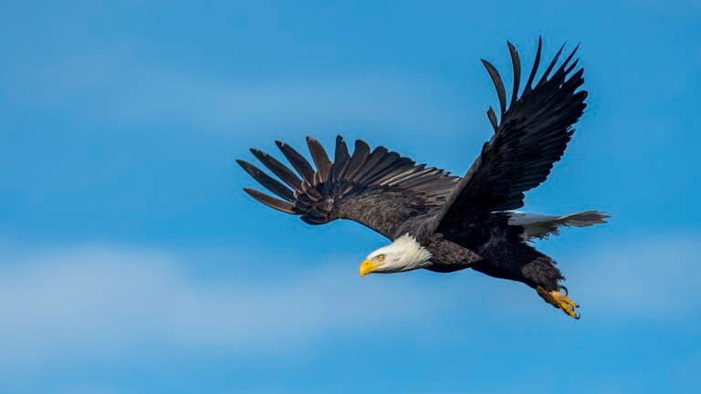 A stunning photograph of a bald eagle soaring gracefully with wings spread wide against a clear blue sky.