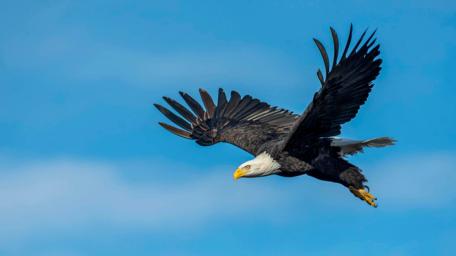 A stunning photograph of a bald eagle soaring gracefully with wings spread wide against a clear blue sky.