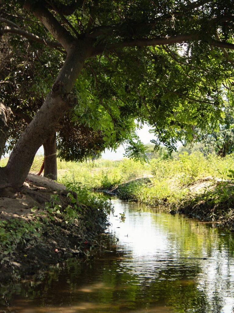 serene riverside landscape with lush greenery