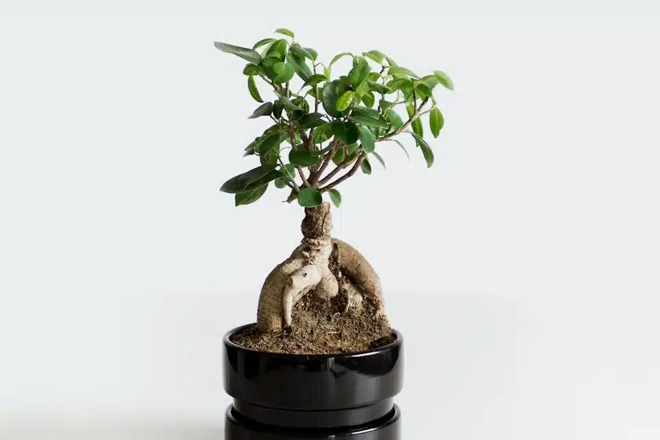 photo of a bonsai tree in a black pot