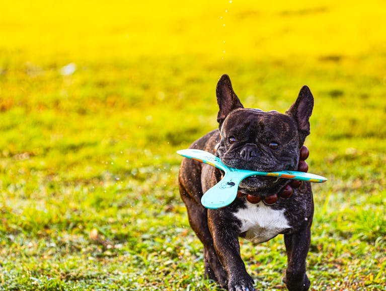 A playful French bulldog running with a blue boomerang in its mouth on a sunny day.